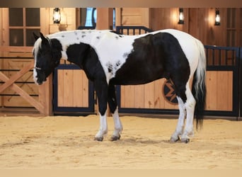 Tinker Mix, Ruin, 4 Jaar, 142 cm, Gevlekt-paard