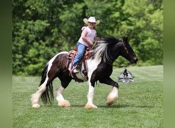 Tinker, Ruin, 4 Jaar, 142 cm, Tobiano-alle-kleuren