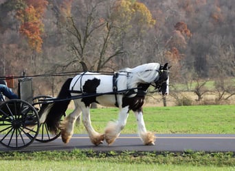 Tinker, Ruin, 4 Jaar, 142 cm, Tobiano-alle-kleuren