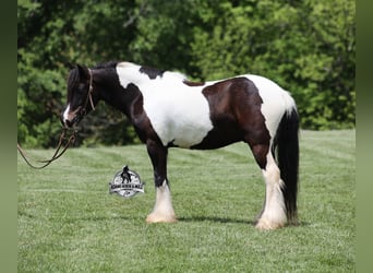 Tinker, Ruin, 4 Jaar, 142 cm, Zwart
