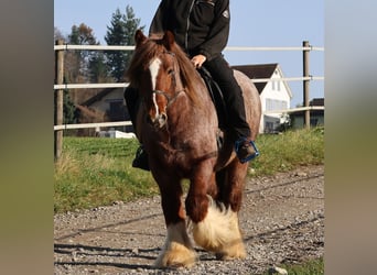 Tinker, Ruin, 4 Jaar, 144 cm, Roan-Red