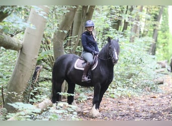 Tinker, Ruin, 4 Jaar, 144 cm, Zwart