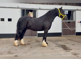 Tinker, Ruin, 4 Jaar, 144 cm, Zwart
