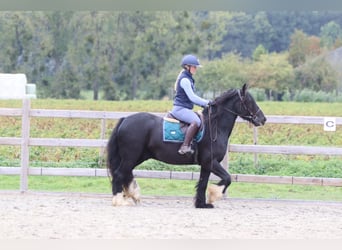 Tinker, Ruin, 4 Jaar, 144 cm, Zwart