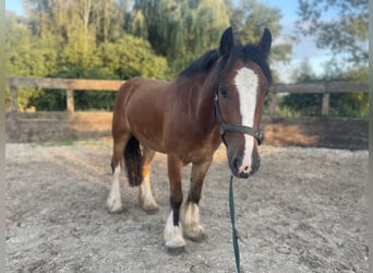 Tinker, Ruin, 4 Jaar, 145 cm, Bruin