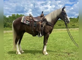 Tinker Mix, Ruin, 4 Jaar, 145 cm, Donkere-vos