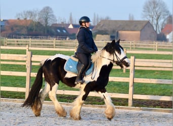 Tinker, Ruin, 4 Jaar, 145 cm, Gevlekt-paard