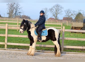 Tinker, Ruin, 4 Jaar, 145 cm, Gevlekt-paard