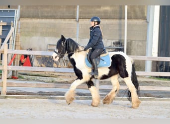 Tinker, Ruin, 4 Jaar, 145 cm, Gevlekt-paard