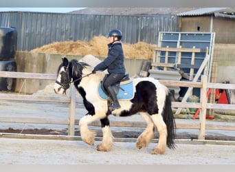 Tinker, Ruin, 4 Jaar, 145 cm, Gevlekt-paard