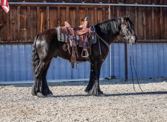 Tinker Mix, Ruin, 4 Jaar, 145 cm, Zwart