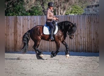 Tinker Mix, Ruin, 4 Jaar, 145 cm, Zwart