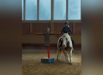 Tinker, Ruin, 4 Jaar, 146 cm, Gevlekt-paard