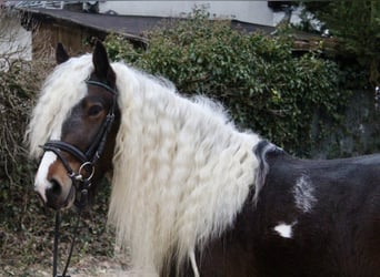 Tinker, Ruin, 4 Jaar, 147 cm, Gevlekt-paard