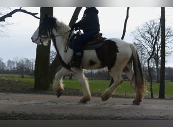 Tinker, Ruin, 4 Jaar, 148 cm, Gevlekt-paard