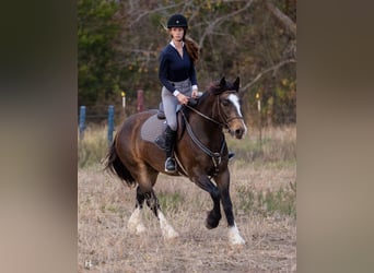 Tinker Mix, Ruin, 4 Jaar, 150 cm, Buckskin