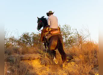 Tinker Mix, Ruin, 4 Jaar, 150 cm, Buckskin