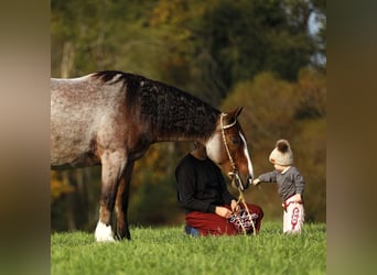 Tinker Mix, Ruin, 4 Jaar, 150 cm, Roan-Bay
