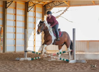 Tinker Mix, Ruin, 4 Jaar, 150 cm, Roodbruin