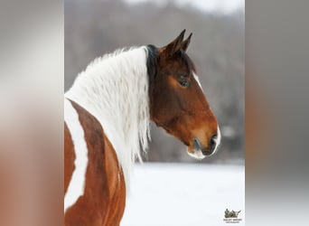 Tinker Mix, Ruin, 4 Jaar, 150 cm, Roodbruin