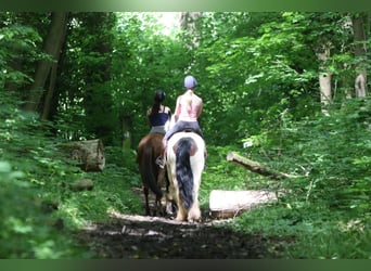Tinker, Ruin, 4 Jaar, 151 cm, Gevlekt-paard