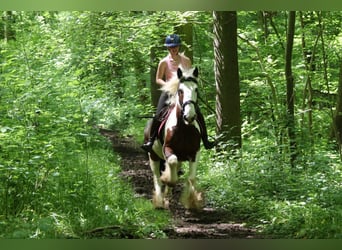 Tinker, Ruin, 4 Jaar, 151 cm, Gevlekt-paard