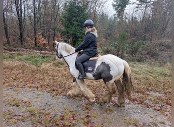Tinker, Ruin, 4 Jaar, 152 cm, Gevlekt-paard