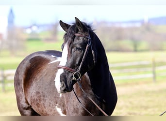 Tinker Mix, Ruin, 4 Jaar, 152 cm, Gevlekt-paard