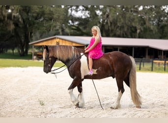 Tinker Mix, Ruin, 4 Jaar, 152 cm, Tobiano-alle-kleuren
