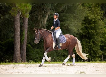 Tinker Mix, Ruin, 4 Jaar, 152 cm, Tobiano-alle-kleuren
