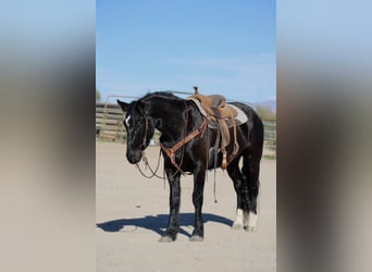 Tinker Mix, Ruin, 4 Jaar, 152 cm, Zwart