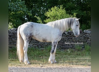 Tinker, Ruin, 4 Jaar, 157 cm, Tobiano-alle-kleuren