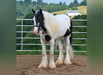 Tinker, Ruin, 4 Jaar, 157 cm, Tobiano-alle-kleuren
