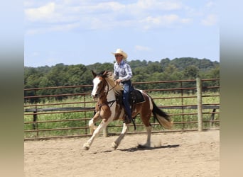 Tinker Mix, Ruin, 4 Jaar, 160 cm, Gevlekt-paard