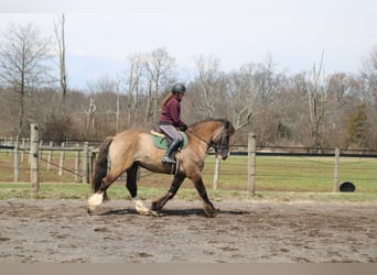 Tinker Mix, Ruin, 4 Jaar, 160 cm, Grullo