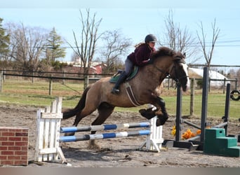 Tinker Mix, Ruin, 4 Jaar, 160 cm, Grullo