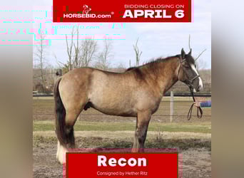 Tinker Mix, Ruin, 4 Jaar, 160 cm, Grullo