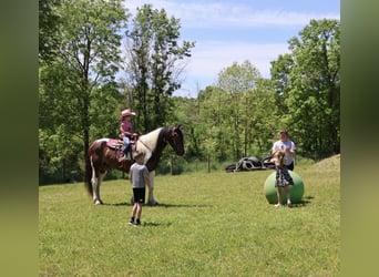 Tinker Mix, Ruin, 4 Jaar, 163 cm, Gevlekt-paard
