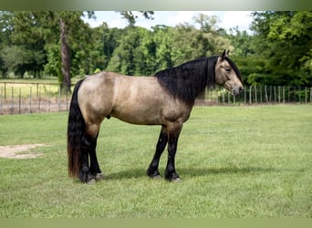 Tinker Mix, Ruin, 4 Jaar, Buckskin