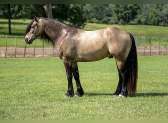 Tinker Mix, Ruin, 4 Jaar, Buckskin