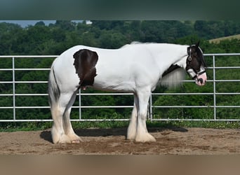 Tinker, Ruin, 4 Jaar, Gevlekt-paard