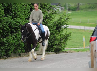 Tinker Mix, Ruin, 4 Jaar, Gevlekt-paard