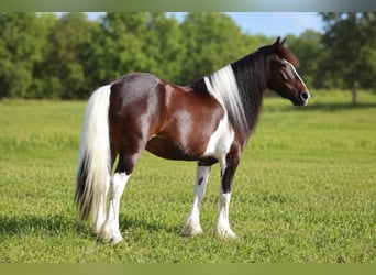 Tinker Mix, Ruin, 4 Jaar, Gevlekt-paard