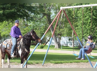 Tinker Mix, Ruin, 4 Jaar, Gevlekt-paard