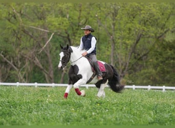 Tinker Mix, Ruin, 4 Jaar, Gevlekt-paard