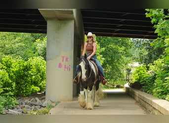 Tinker, Ruin, 4 Jaar, Gevlekt-paard