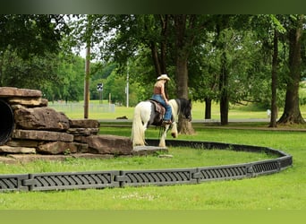 Tinker, Ruin, 4 Jaar, Gevlekt-paard