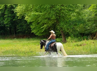 Tinker, Ruin, 4 Jaar, Gevlekt-paard