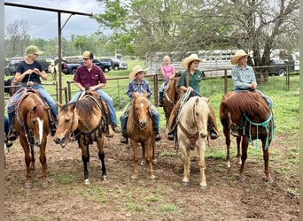 Tinker Mix, Ruin, 4 Jaar, Palomino