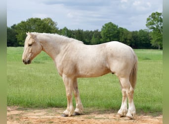 Tinker Mix, Ruin, 4 Jaar, Palomino